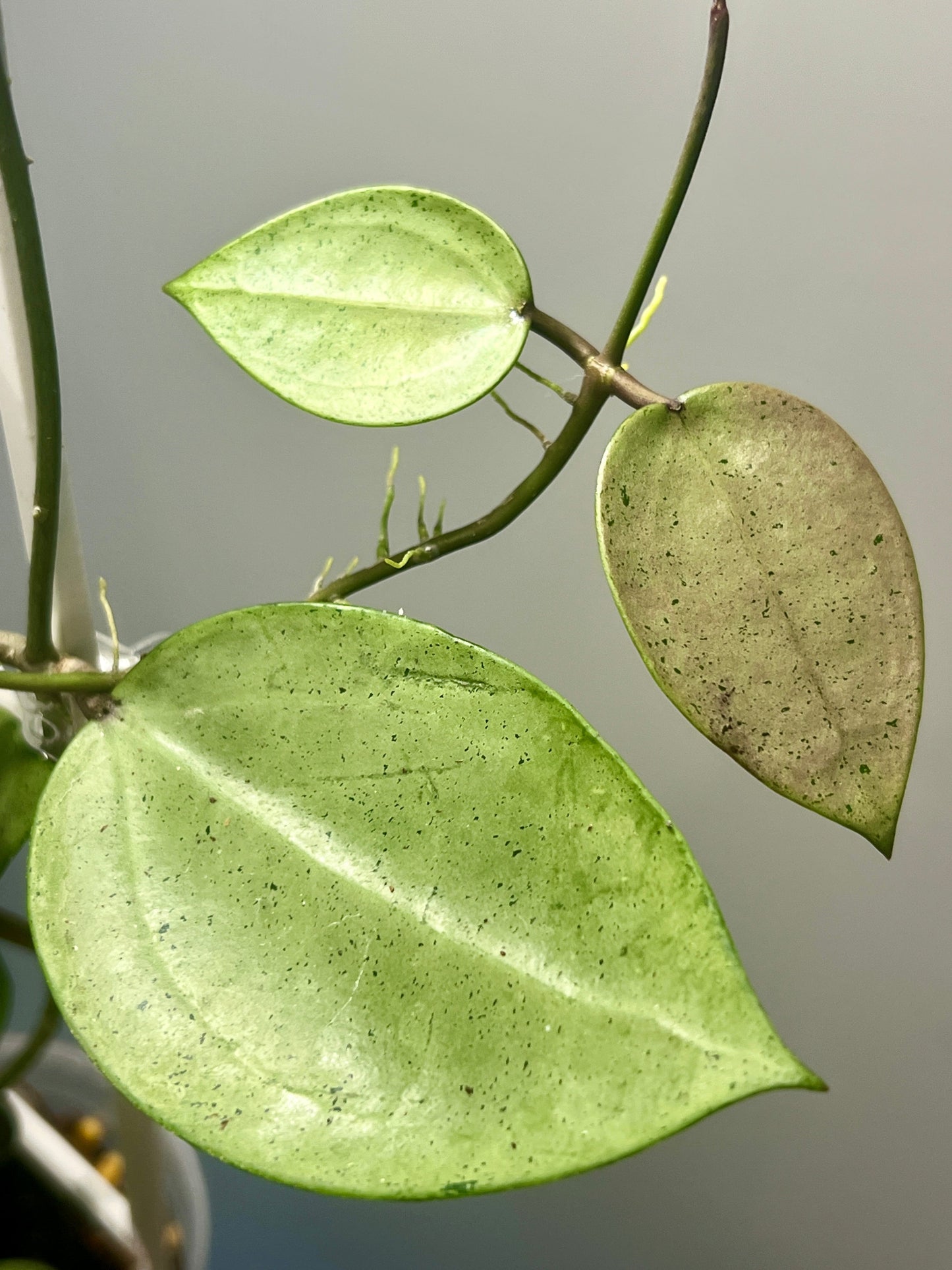 Hoya verticillata Silver Heart, Extremely Rare
