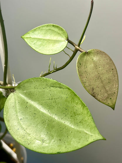 Hoya verticillata Silver Heart, Extremely Rare