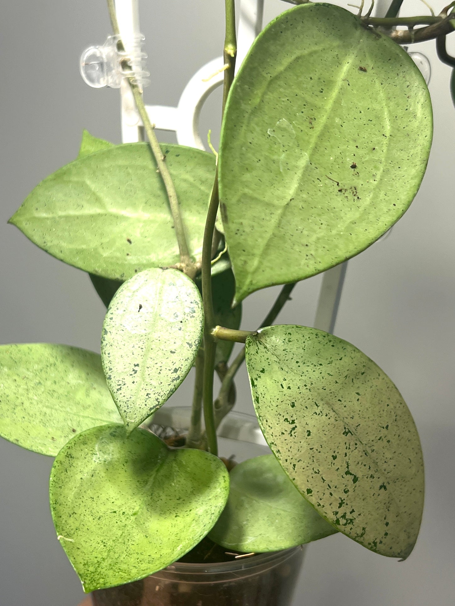 Hoya verticillata Silver Heart, Extremely Rare