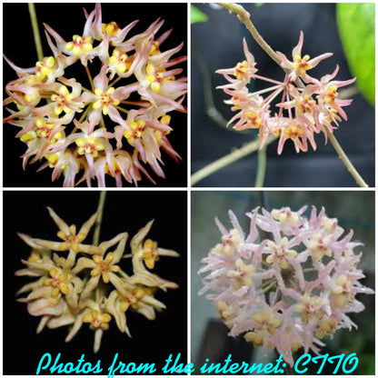Hoya ruthiae (aka UT-168)