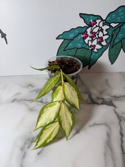 Hoya polyneura (Inner Variegated)