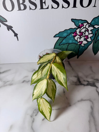 Hoya polyneura (Inner Variegated)