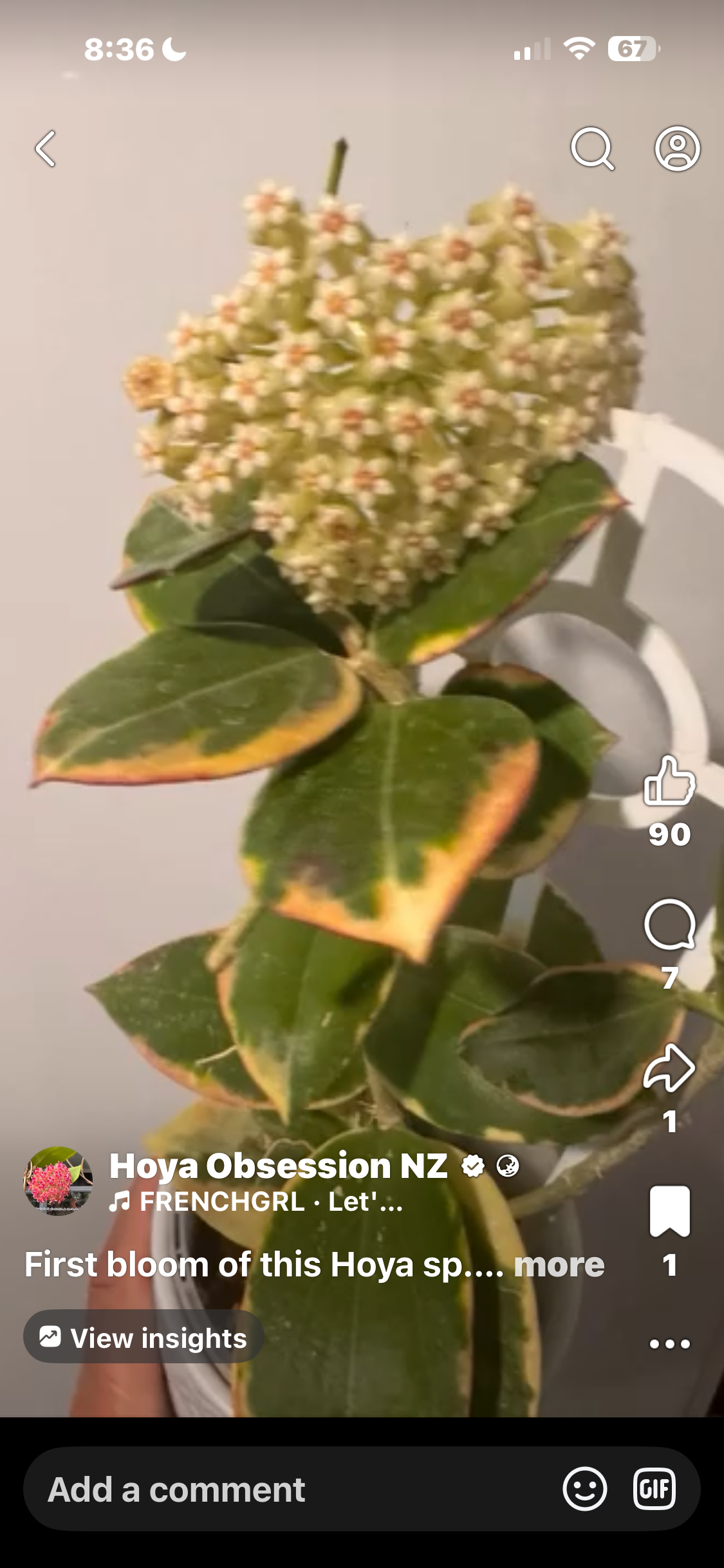 Hoya sp.  para albomarginata
