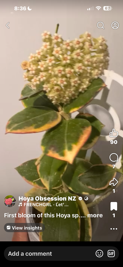 Hoya sp.  para albomarginata
