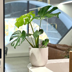 Monstera Deliciosa – Statement Plant NZ