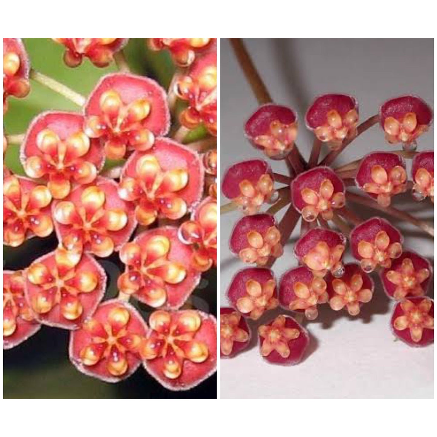 Hoya leticiae