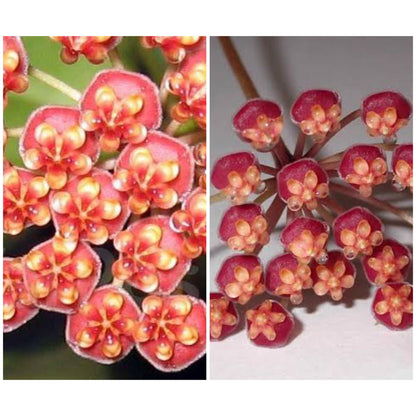 Hoya leticiae