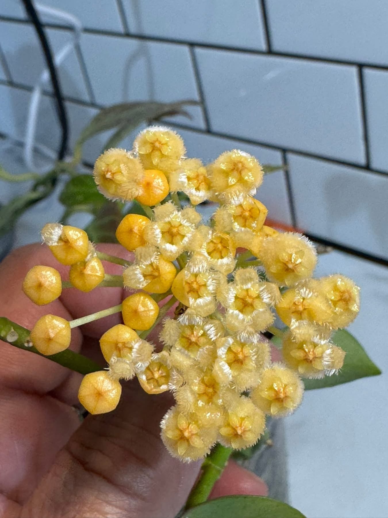 Hoya obscura (Yellow)