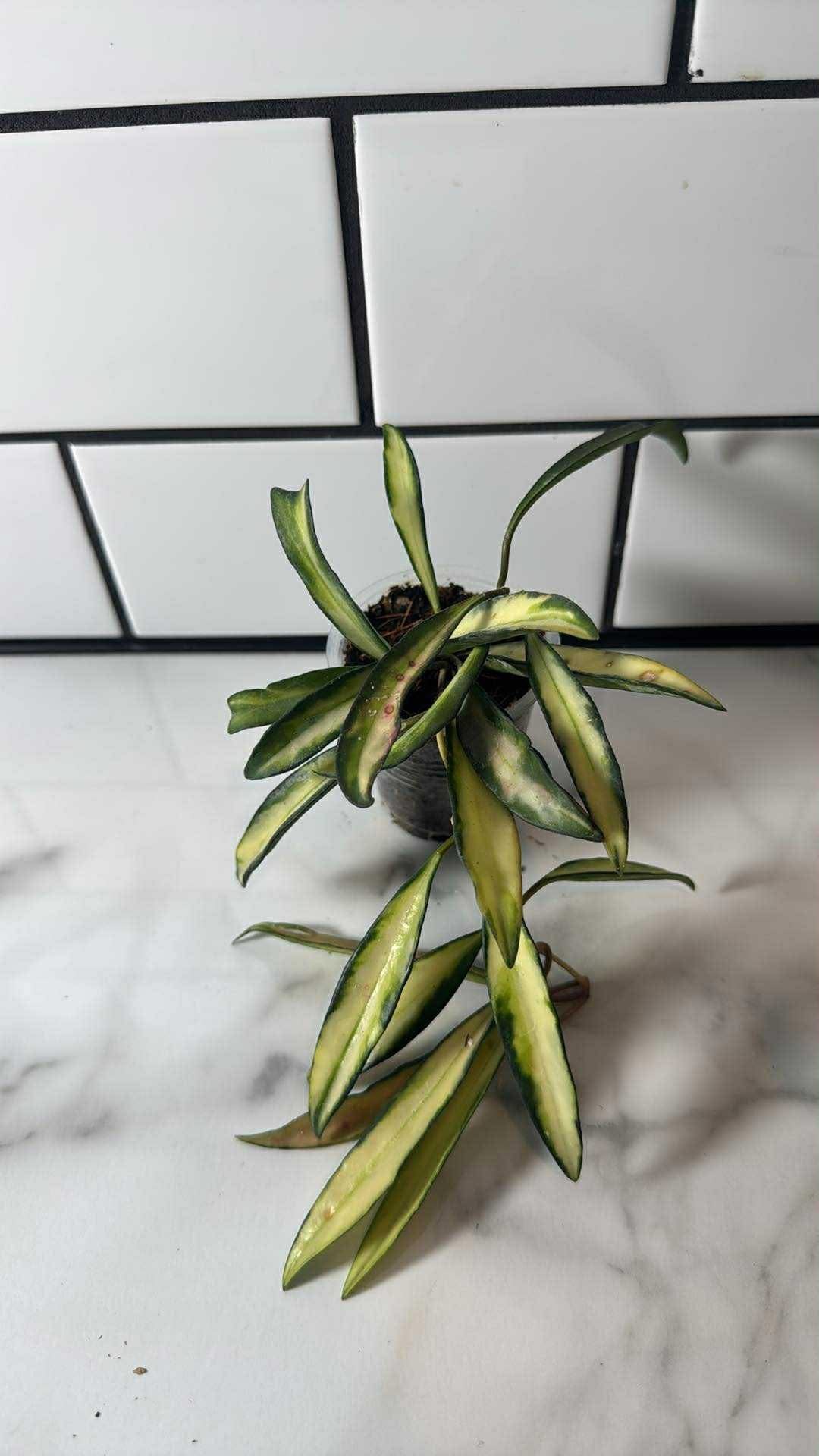 Hoya wayetii/kentiana (Variegated)