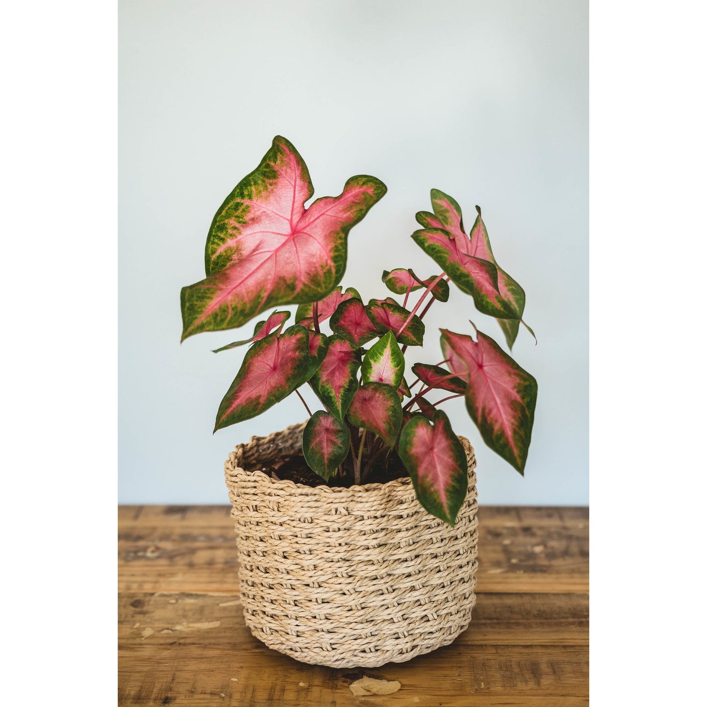 ?!label-Indicative photo