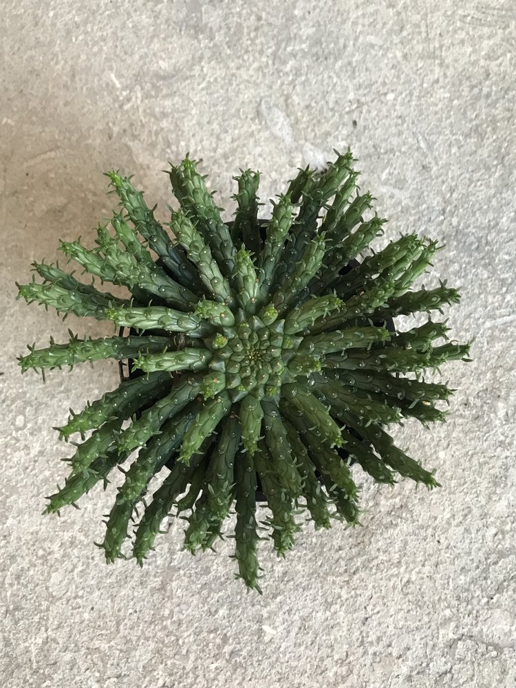 medusa cactus Euphorbia flanaganii: Medusa cactus – Jungle Story