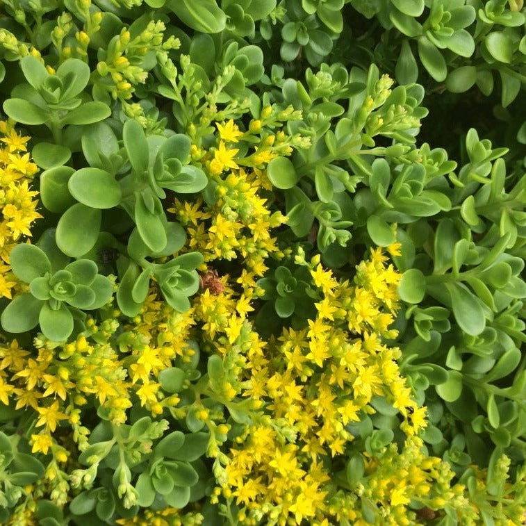 Sedum Confusum