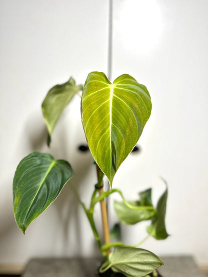 philodendron 'glorious' Philodendron Glorious – Jungle Story