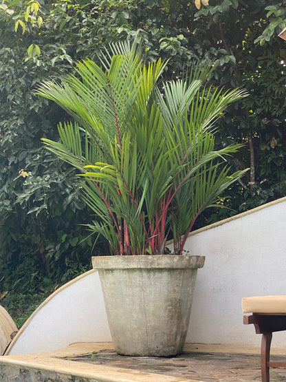 लिपस्टिक पाम<br> <i>सिर्टोस्टैचिस रेंडा</i>
