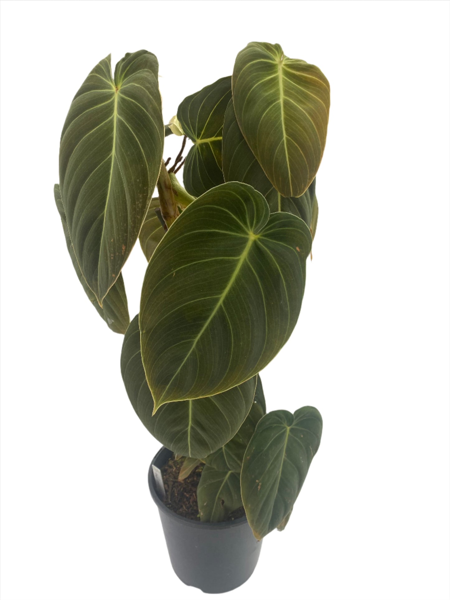 Philodendron 'Black Gold'