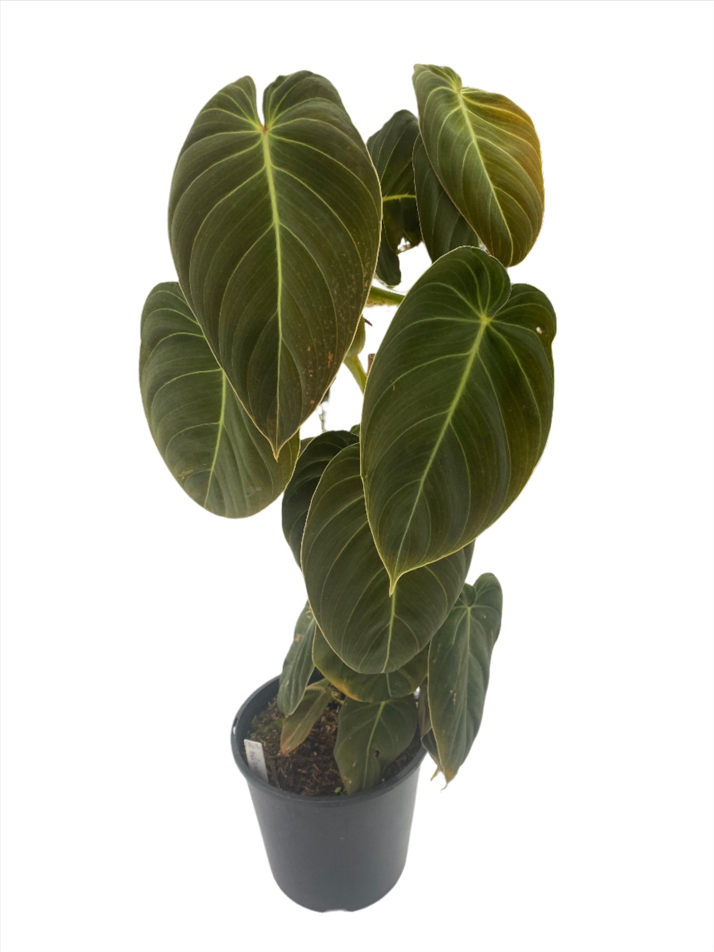 Philodendron 'Black Gold'