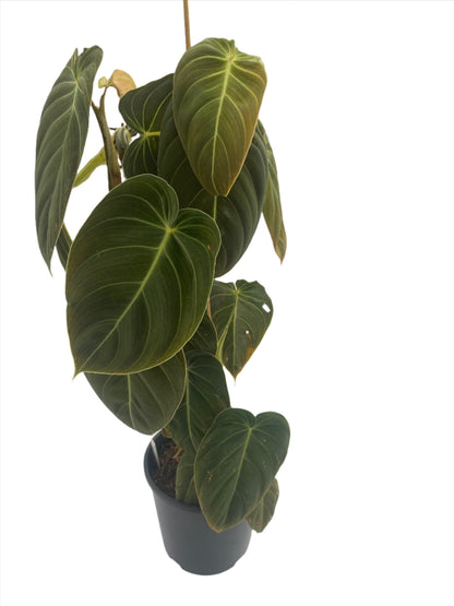 black gold philodendron australia Black-Gold Philodendron melanochrysum for sale – Jungle Story