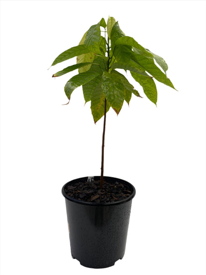 Young potted Cocoa Bean Tree with dropping leaves