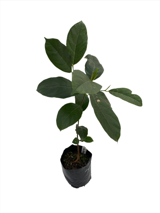 Jackfruit Seedling (Amber)