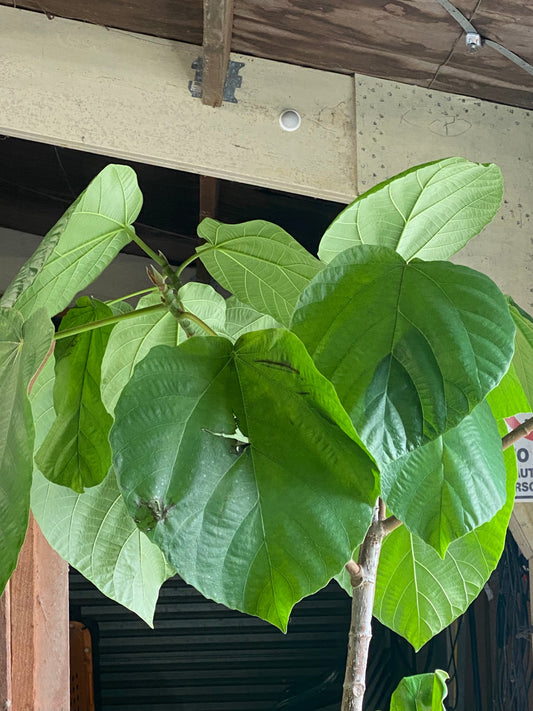 Elephant Ear Fig