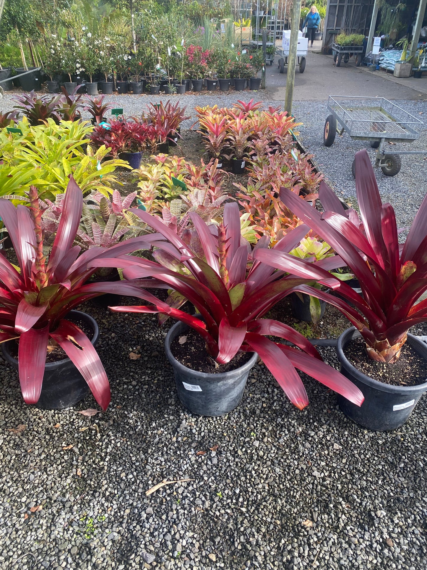 Bromeliad, Alcantarea vinicolor