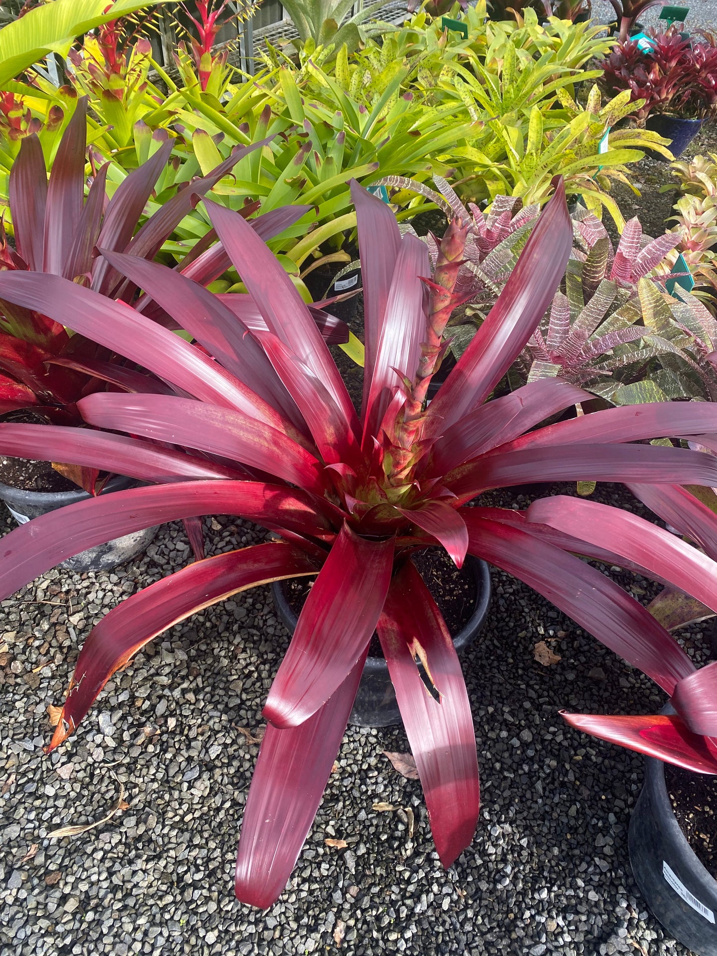 Bromeliad, Alcantarea vinicolor