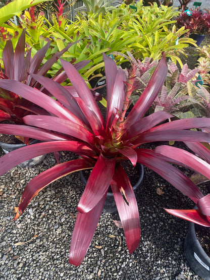 Bromeliad, Alcantarea vinicolor