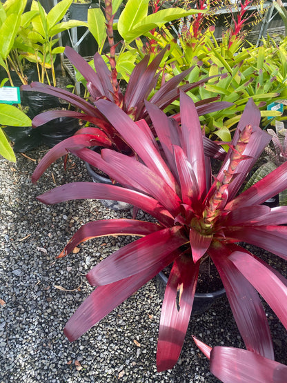 Bromeliad, Alcantarea vinicolor