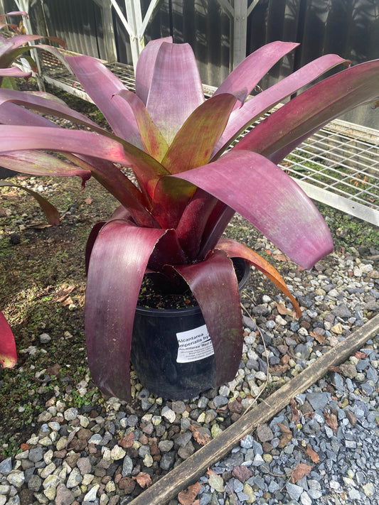 Bromeliad, Alcantarea imperialis 'Rubra'