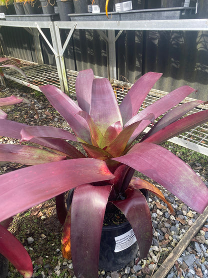 Bromeliad, Alcantarea imperialis 'Rubra'