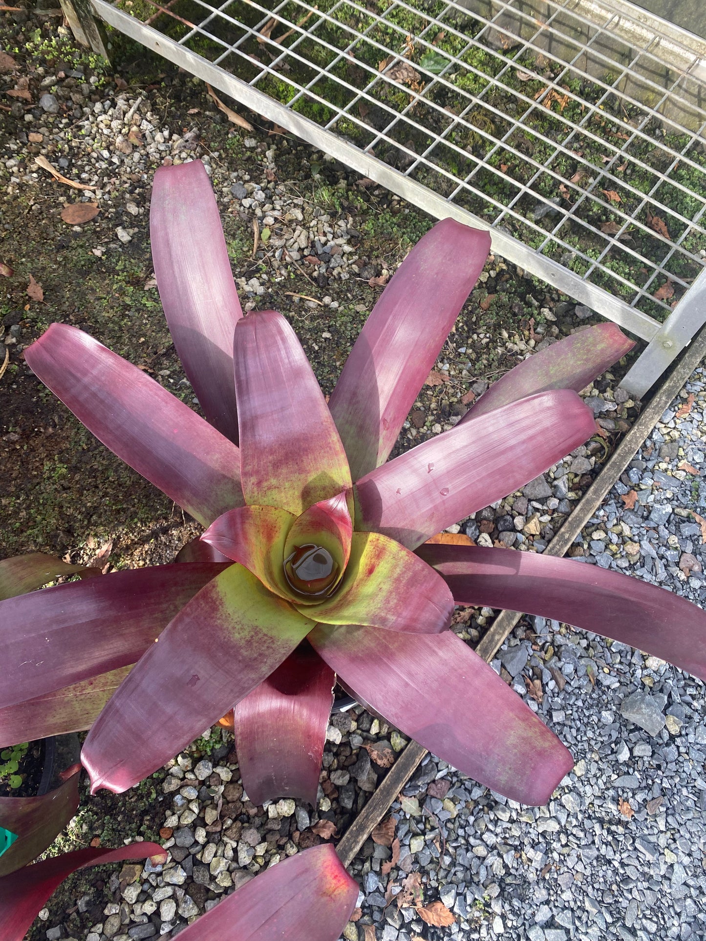 Bromeliad, Alcantarea imperialis 'Rubra'