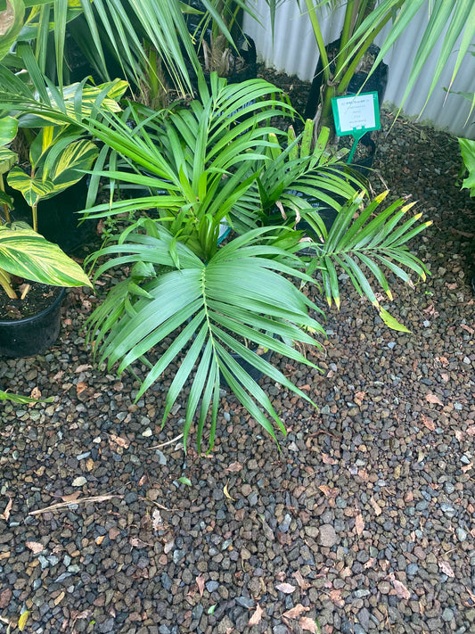 Cascade Palm (Landscape Grade)