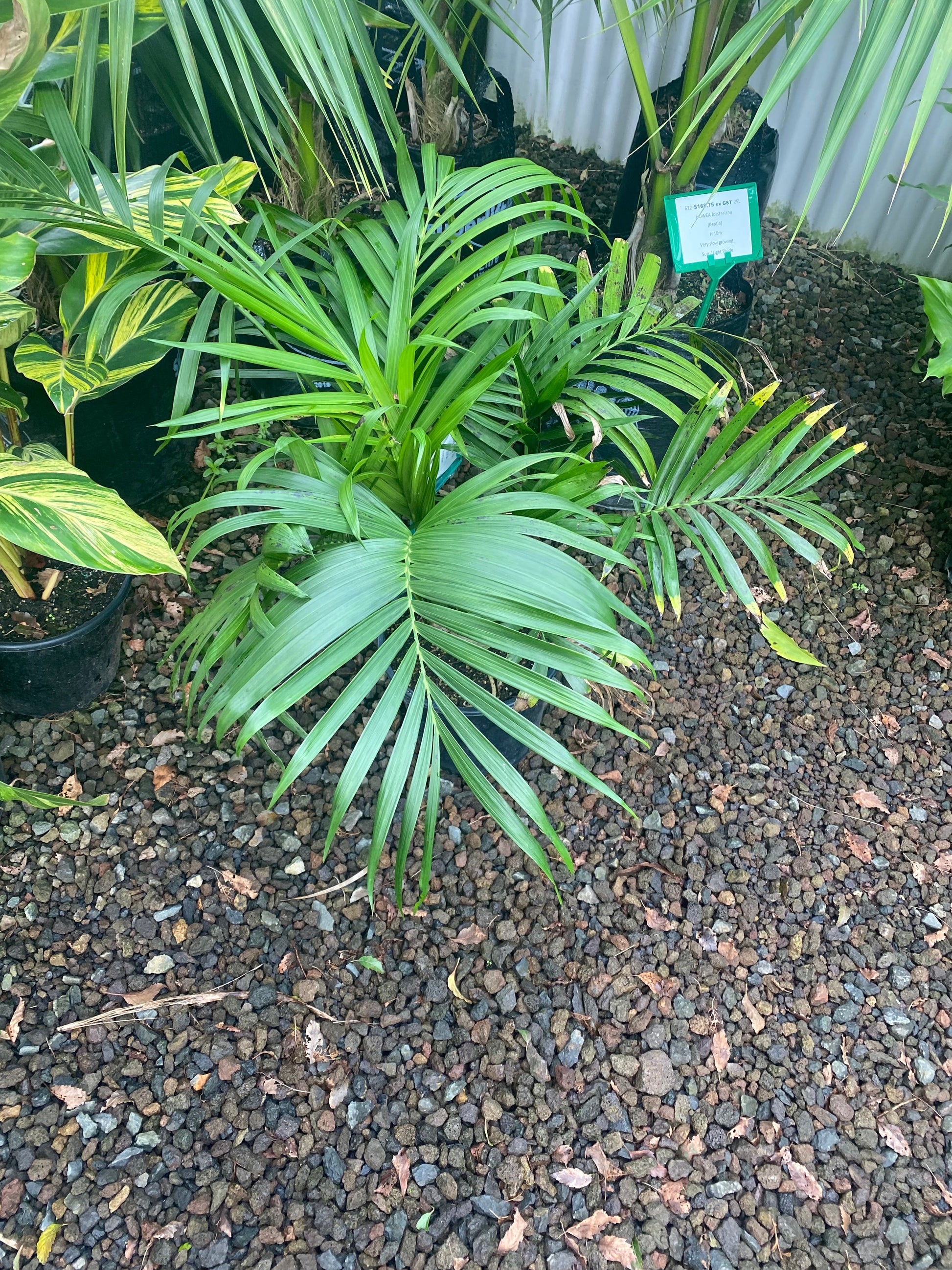 palm plant nz Chamaedorea cataractarum