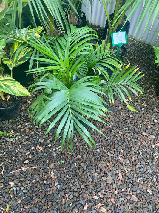 Cascade Palm (Landscape Grade)