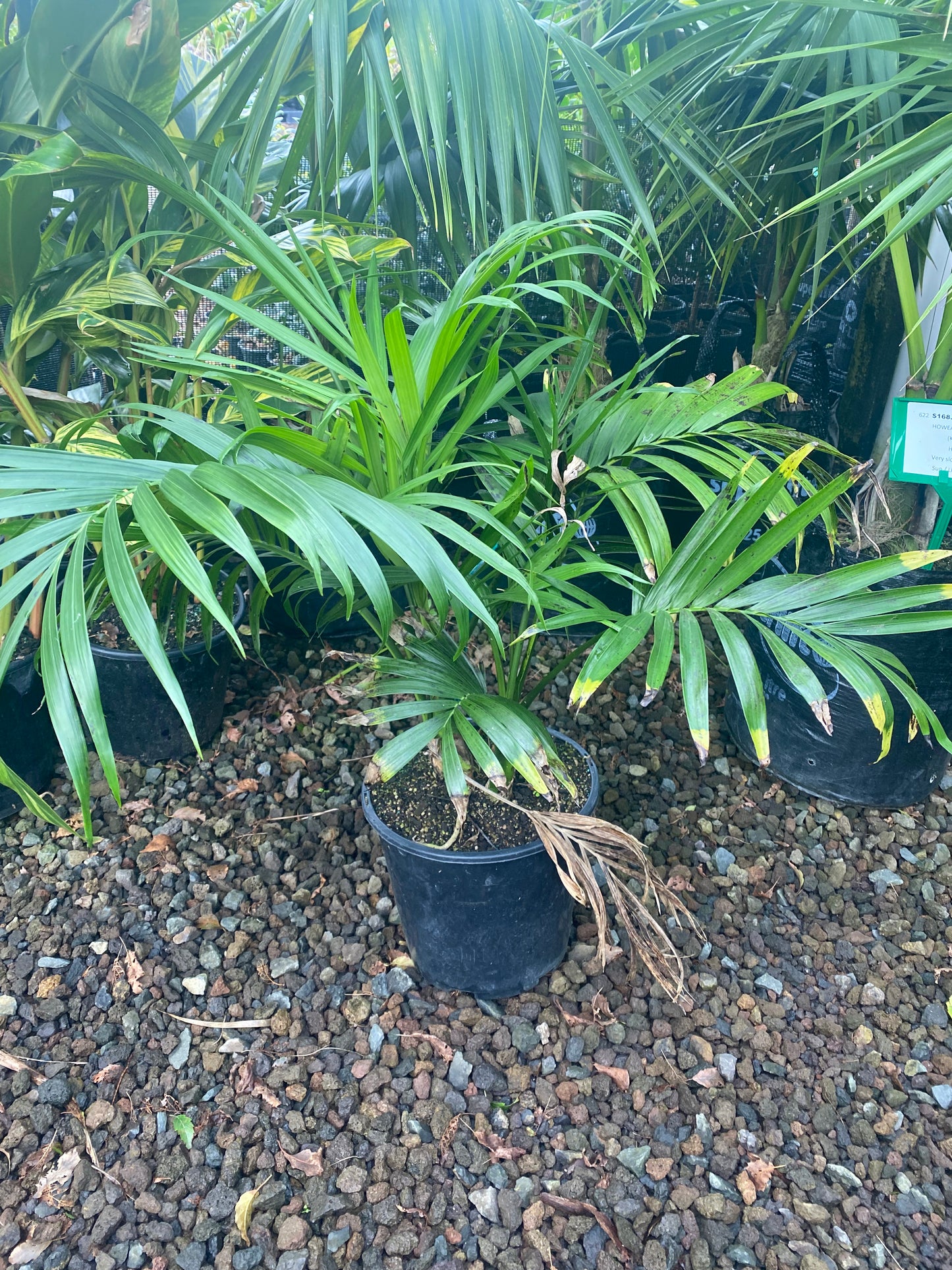 Cascade Palm (Landscape Grade)