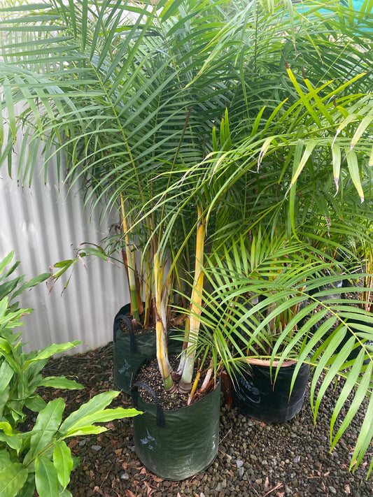 Sugar Cane Palm (Landscape Grade)