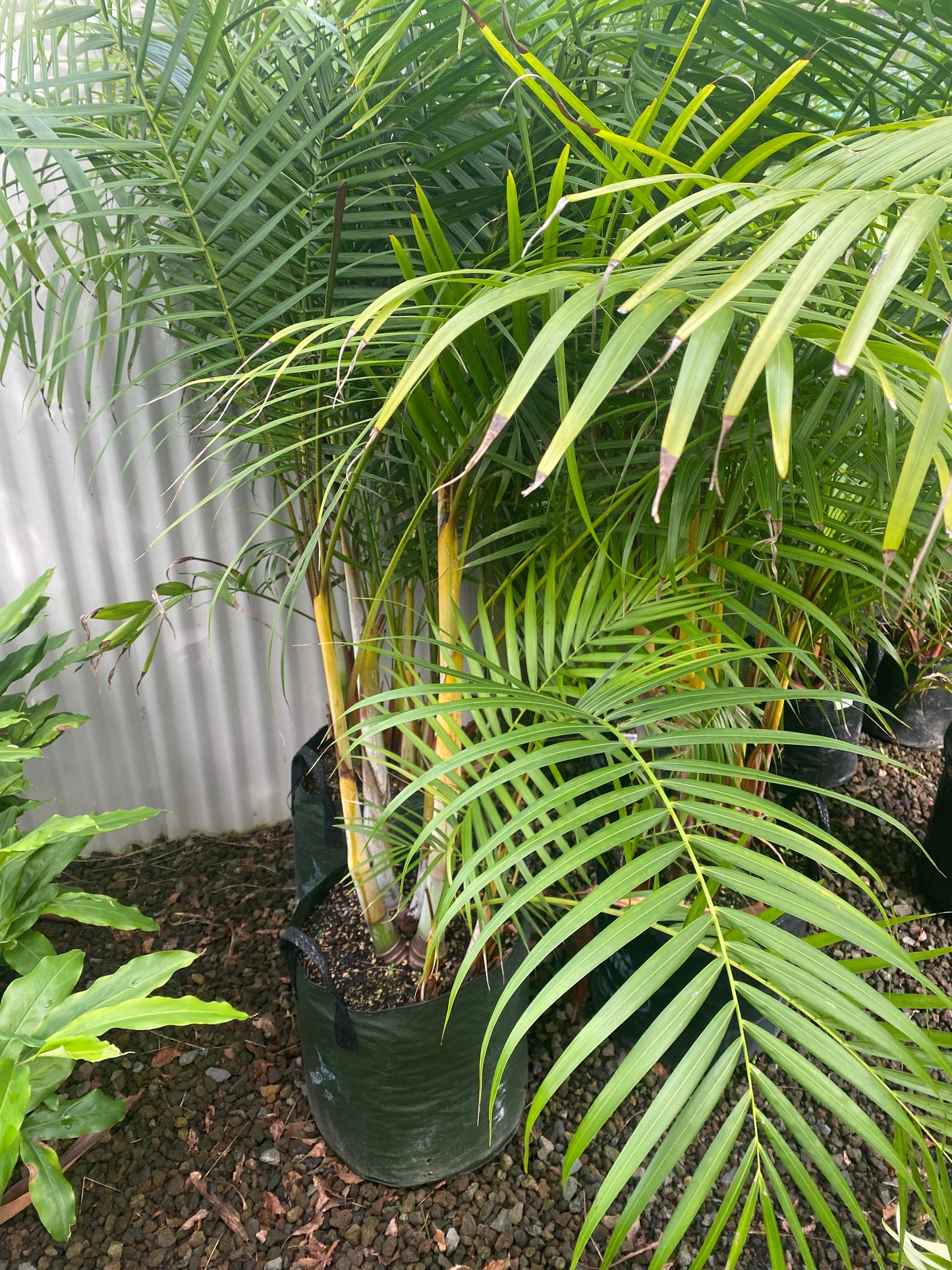 Sugar Cane Palm (Landscape Grade)