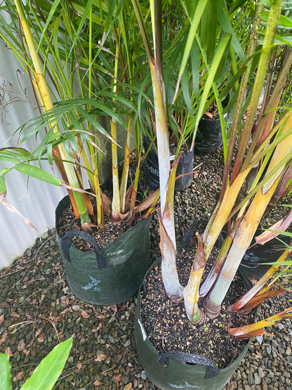 Sugar Cane Palm (Landscape Grade)