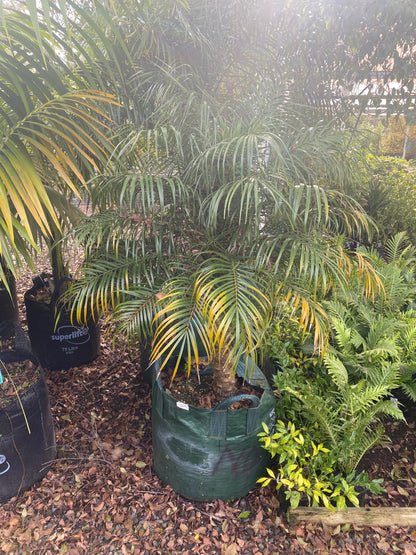 Pygmy Date Palm (Landscape Grade)