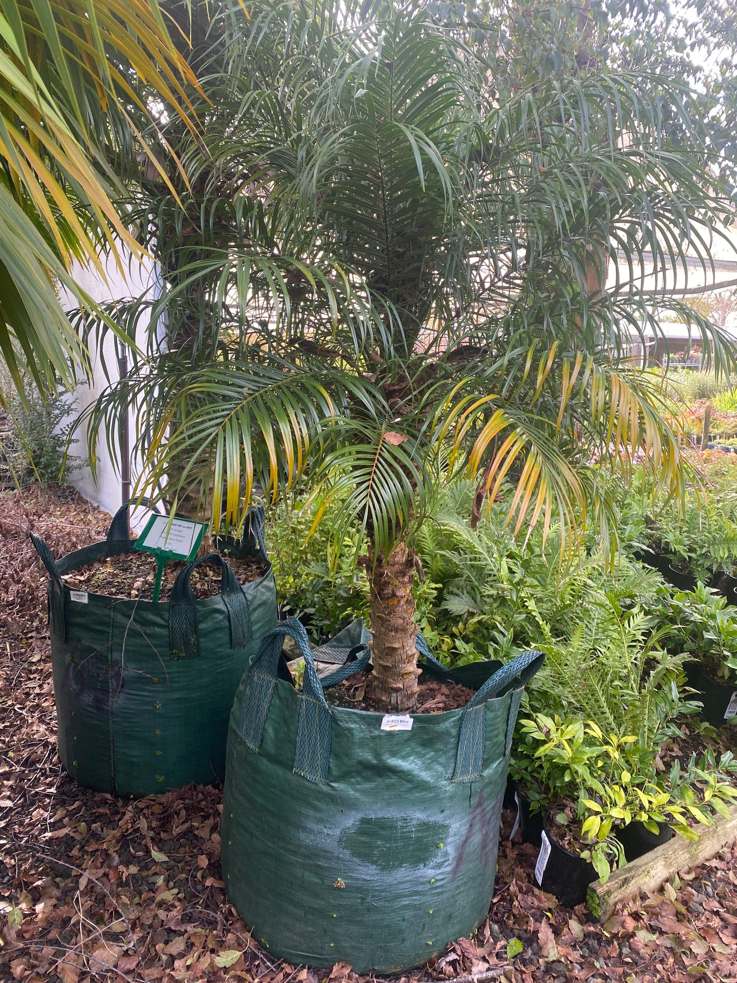 Pygmy Date Palm (Landscape Grade)