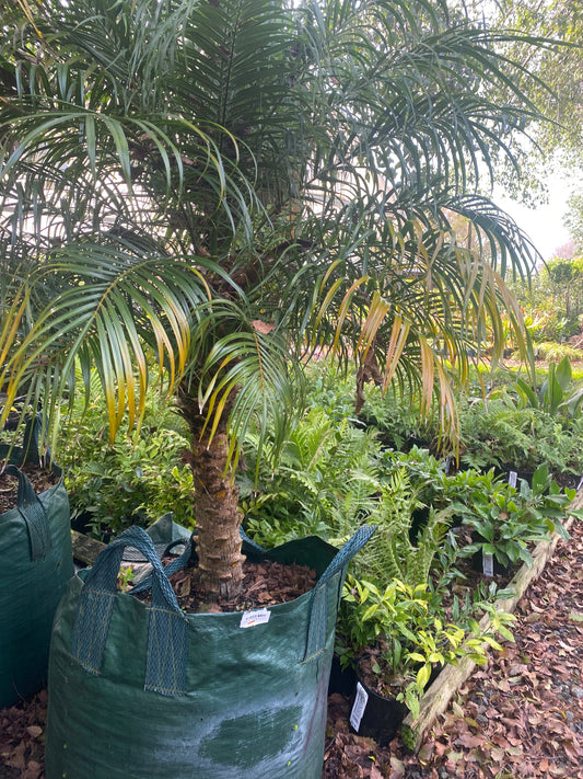 Pygmy Date Palm (Landscape Grade)