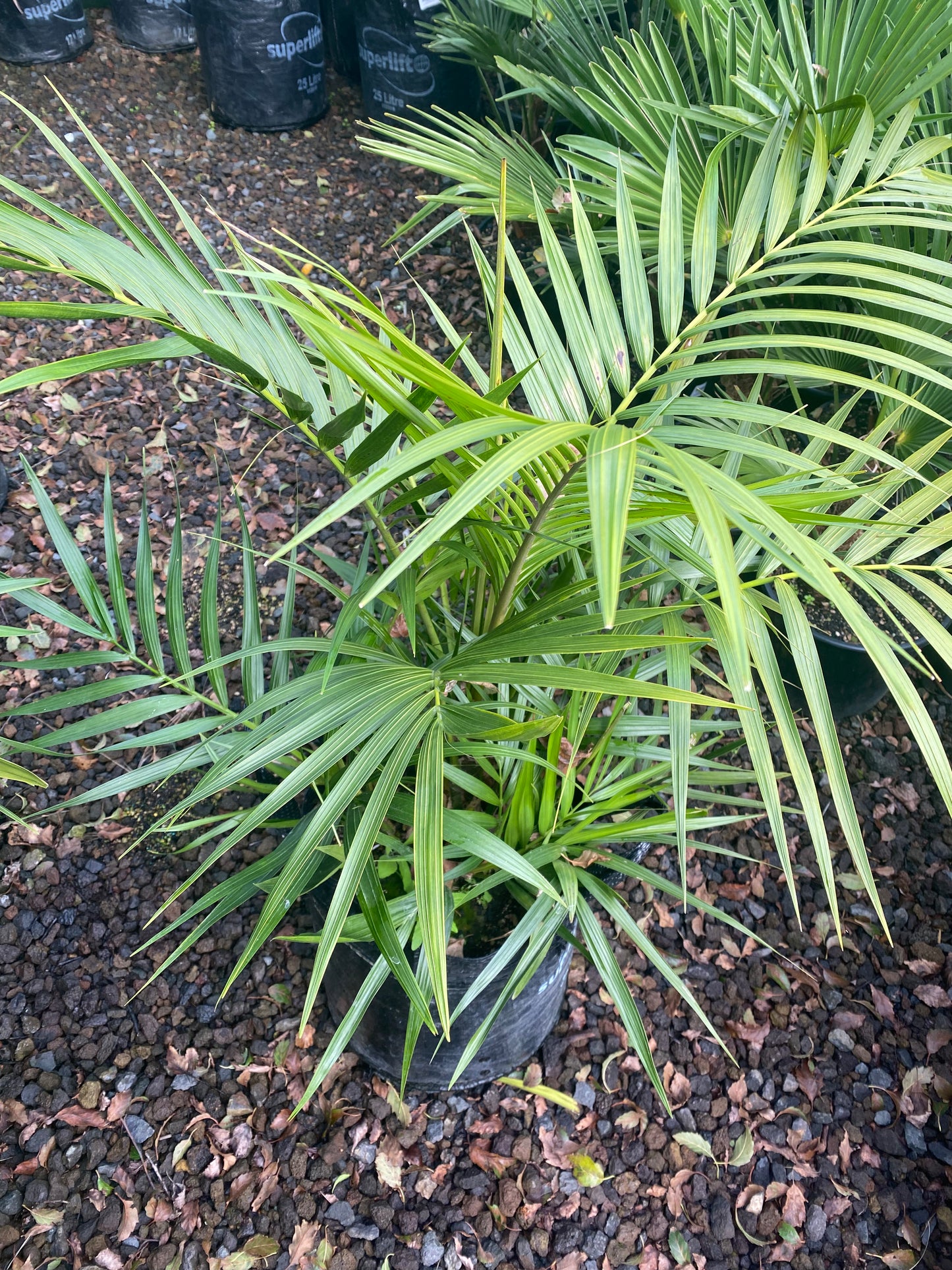 Atherton Palm