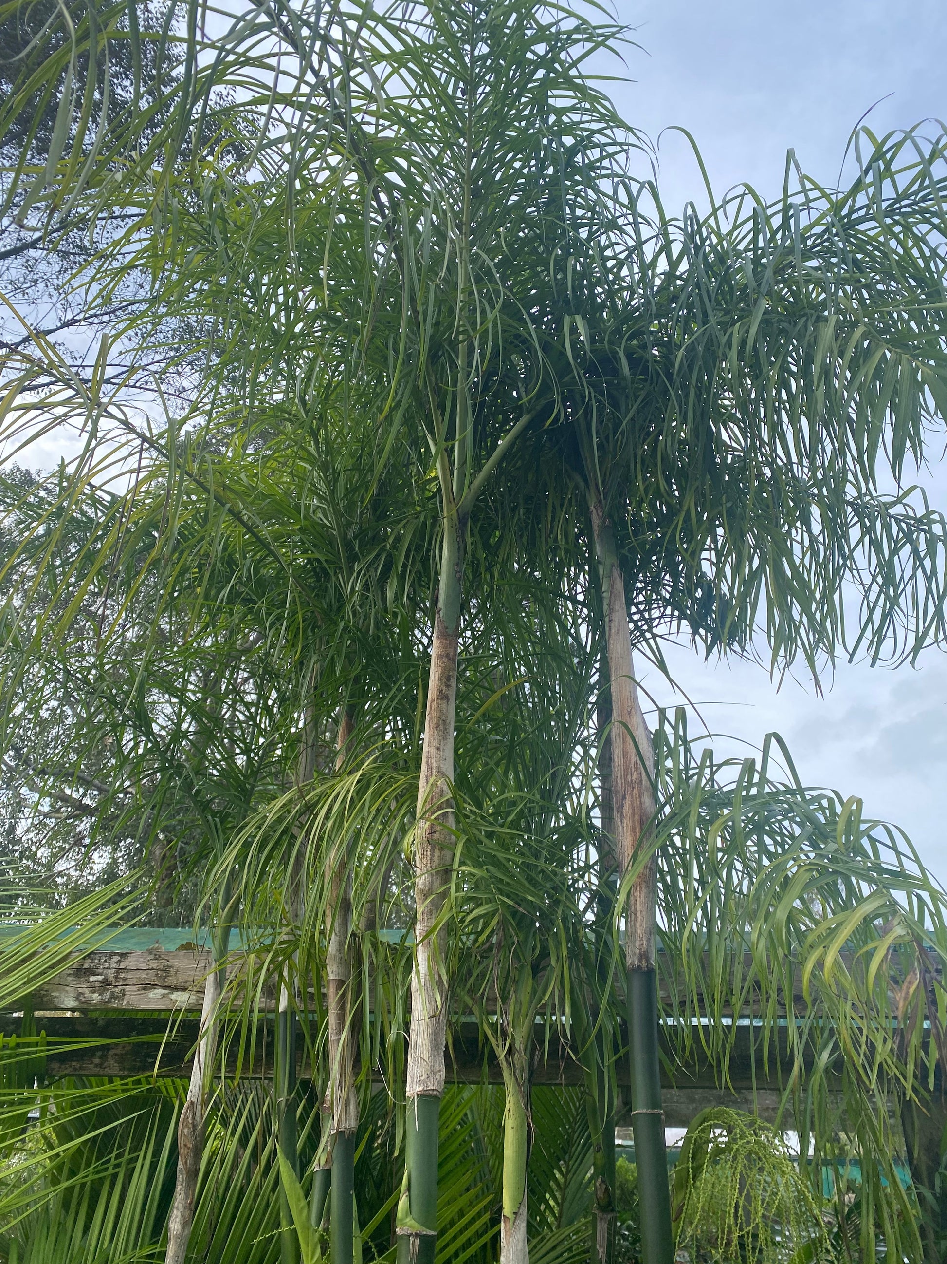 bringing a palm plant back to life Chamaedorea plumosa