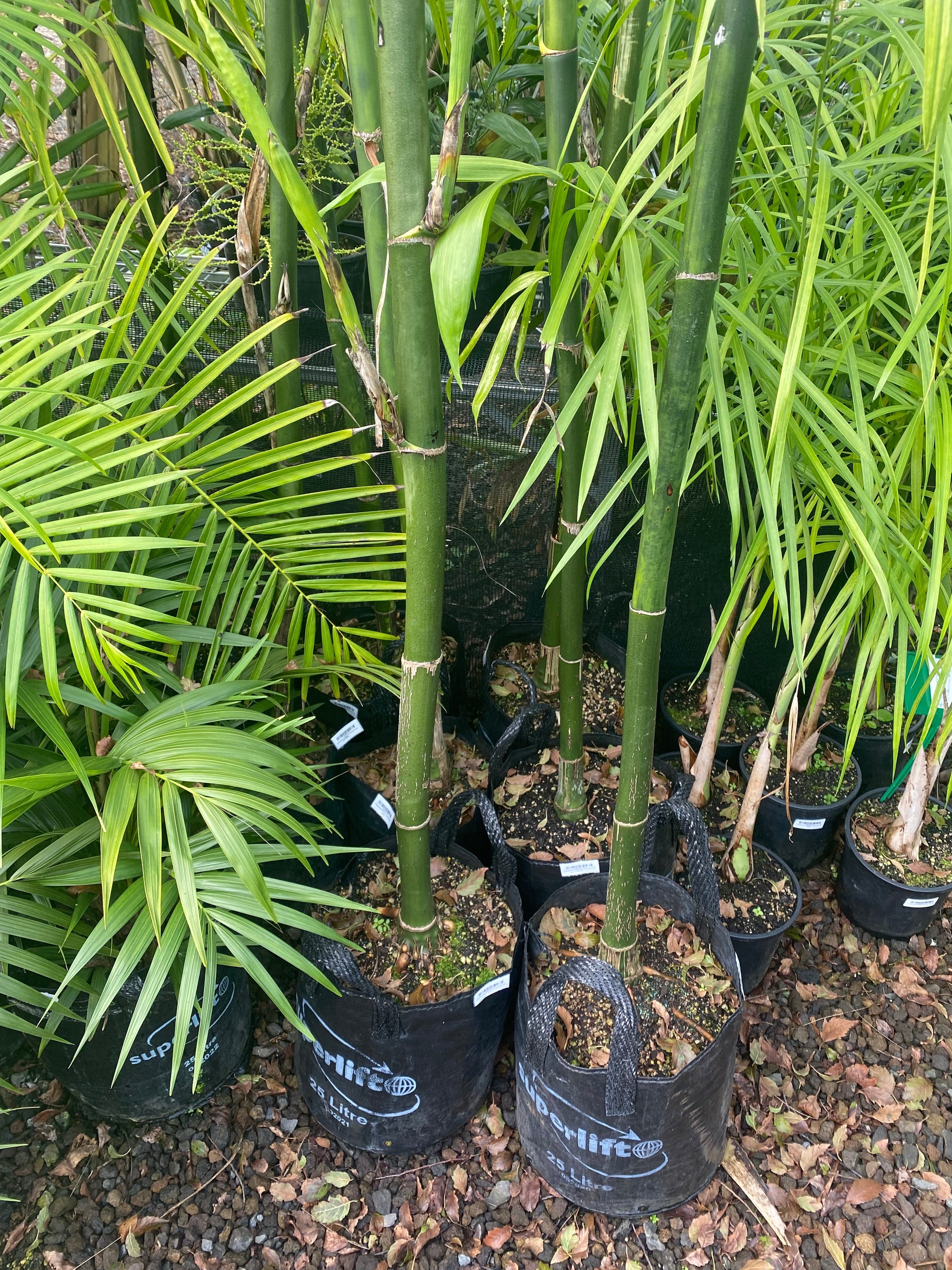 baby palm tree plant Chamaedorea plumosa