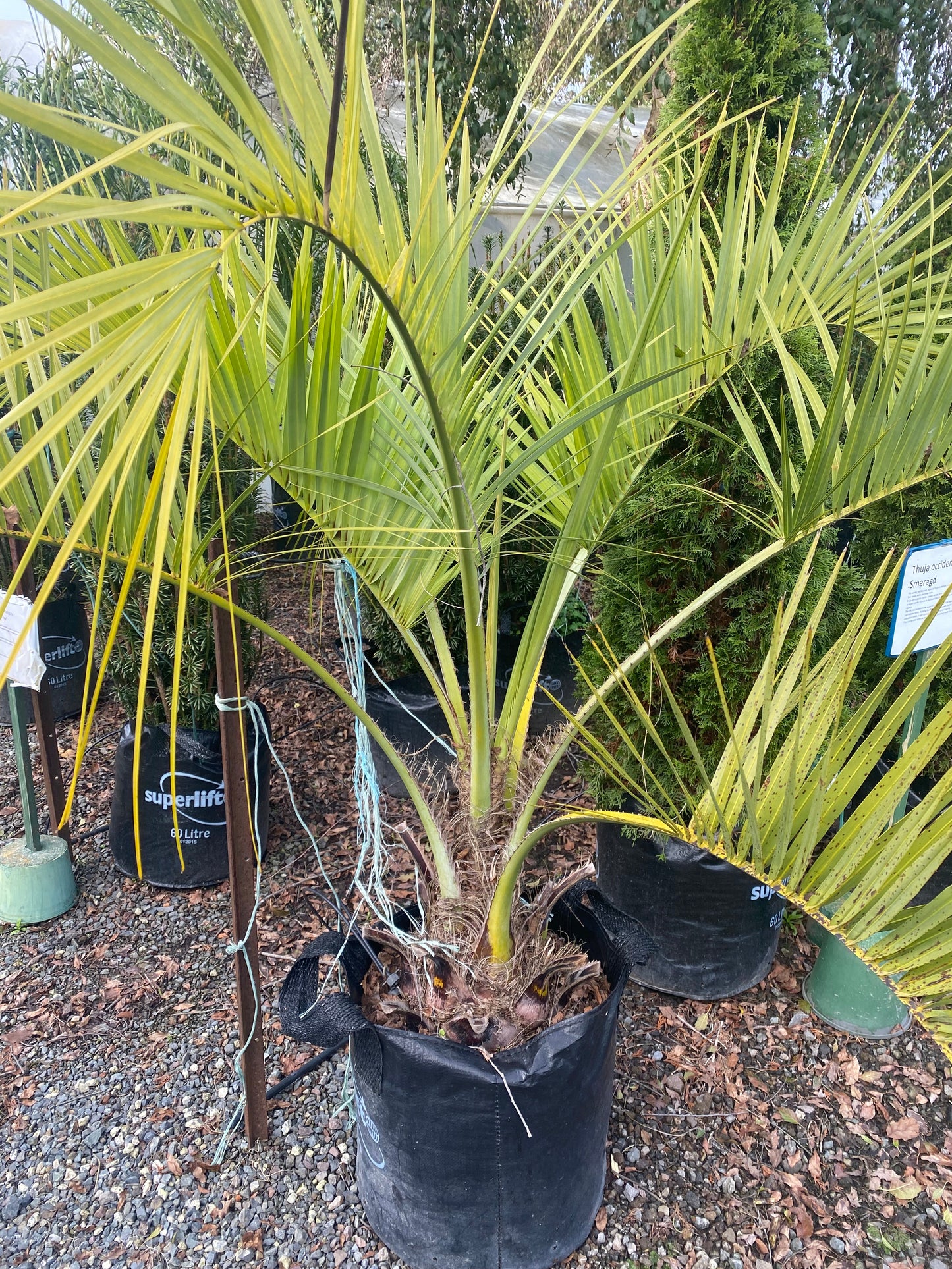 Jelly Palm