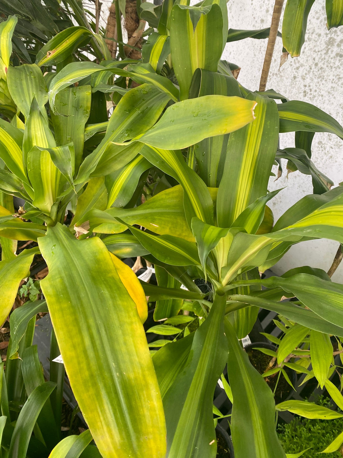 Dracaena fragrans 'Massangeana'