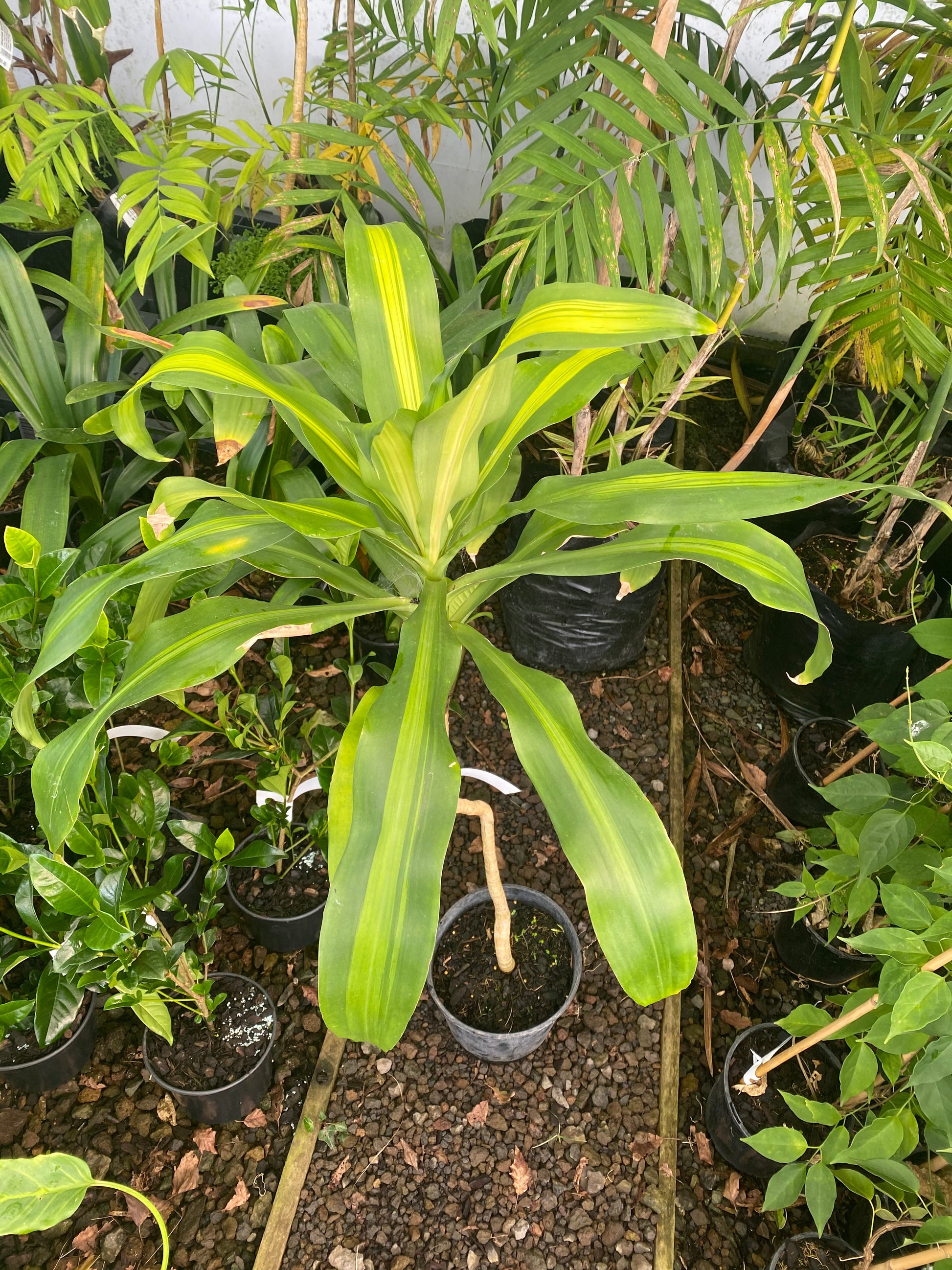 dracaena marginata nz Dracaena fragrans 'Massangeana' – Jungle Story