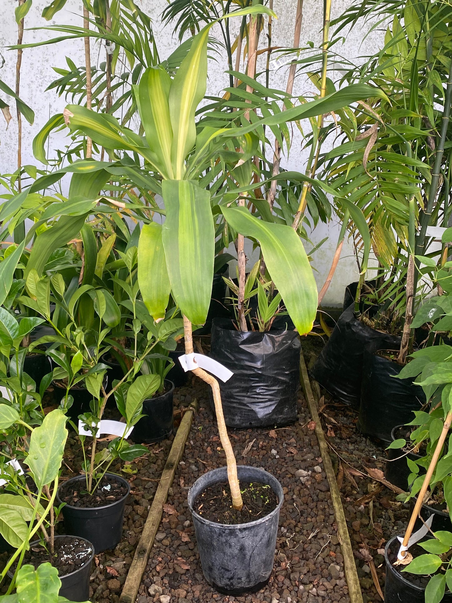 Dracaena fragrans 'Massangeana'