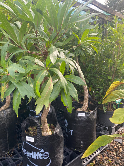 African Cabbage Tree