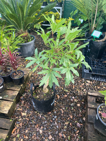 African Cabbage Tree